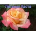 Троянда Летиція Каста (Роза Laetitia Casta)